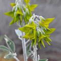 Green Birdflower